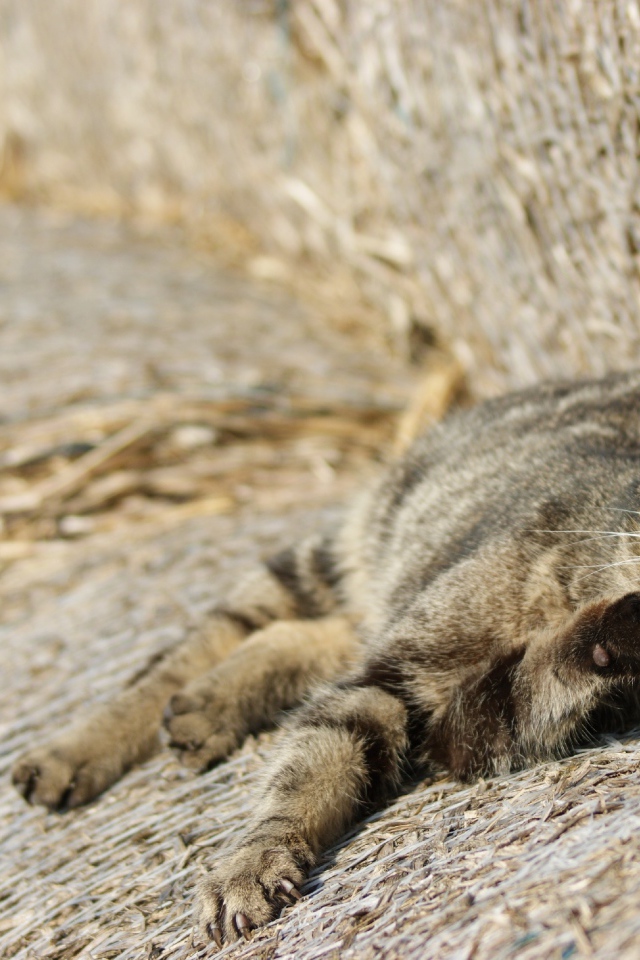 Рыжий котенок спит на сене