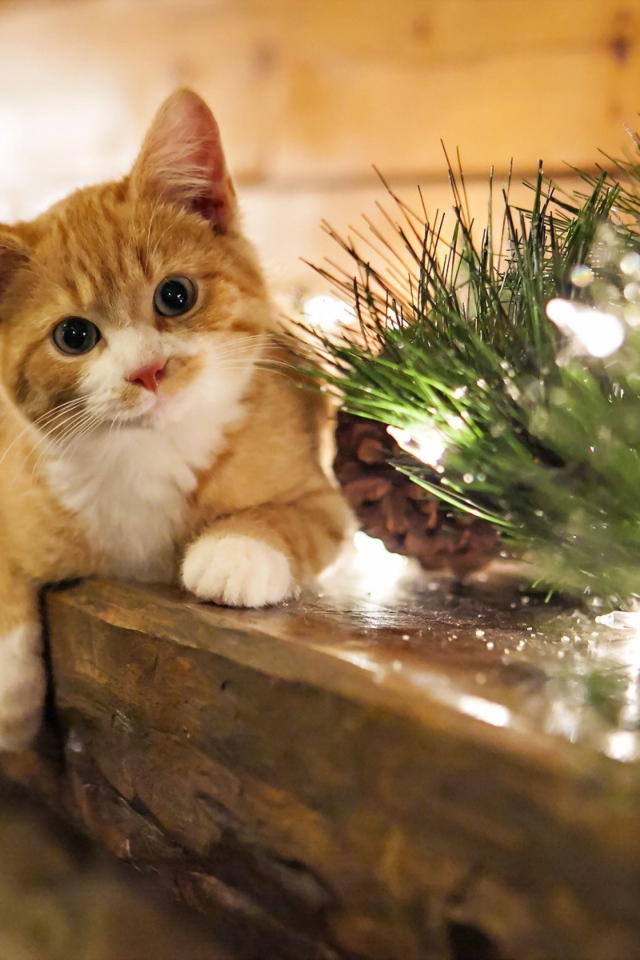 Рыжий котенок лежит на подоконнике