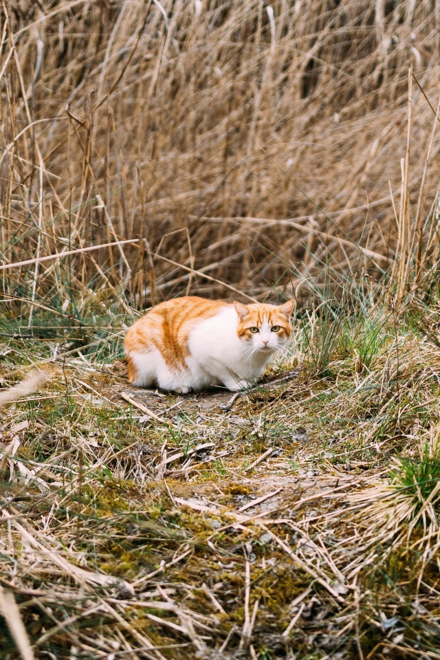 Рыже-белый испуганный кот в траве