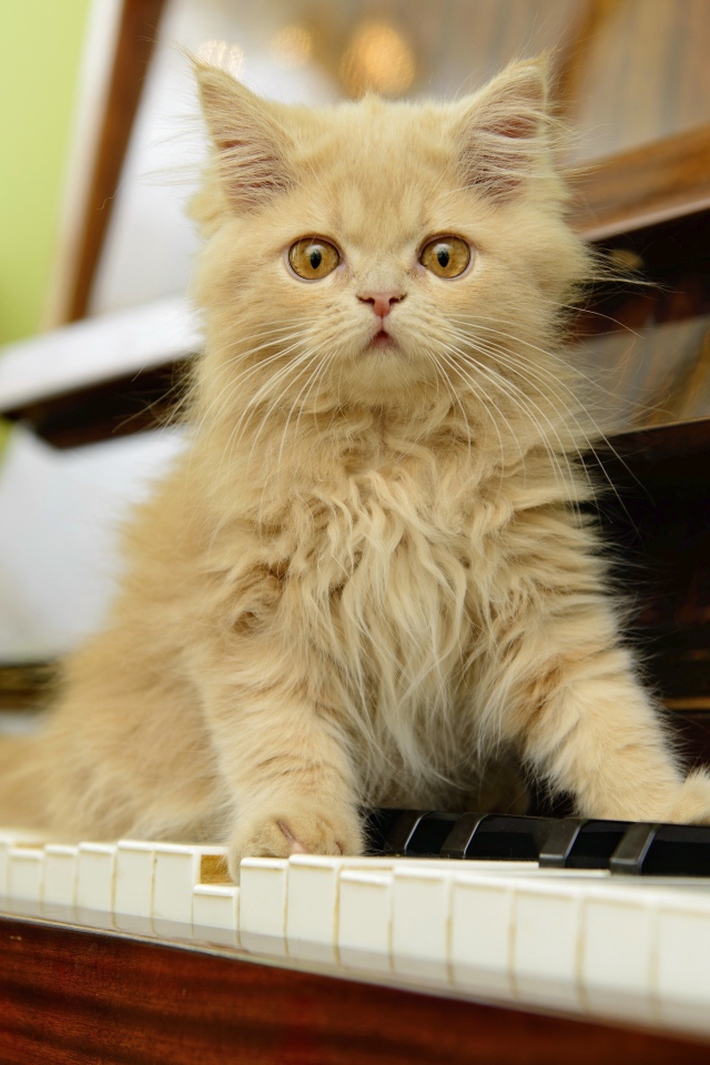 Рыжий персидский котенок сидит на пианино