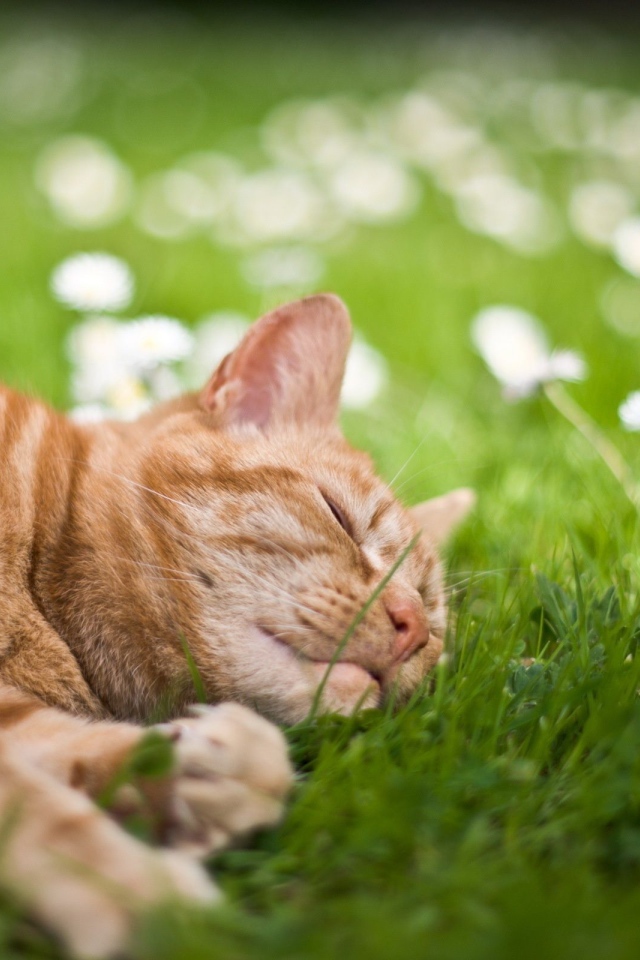 Рыжий кот лежит на зеленой траве с белыми ромашками