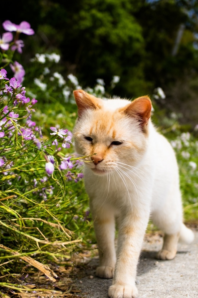 Рыжий кот рядом с цветами у дороги 