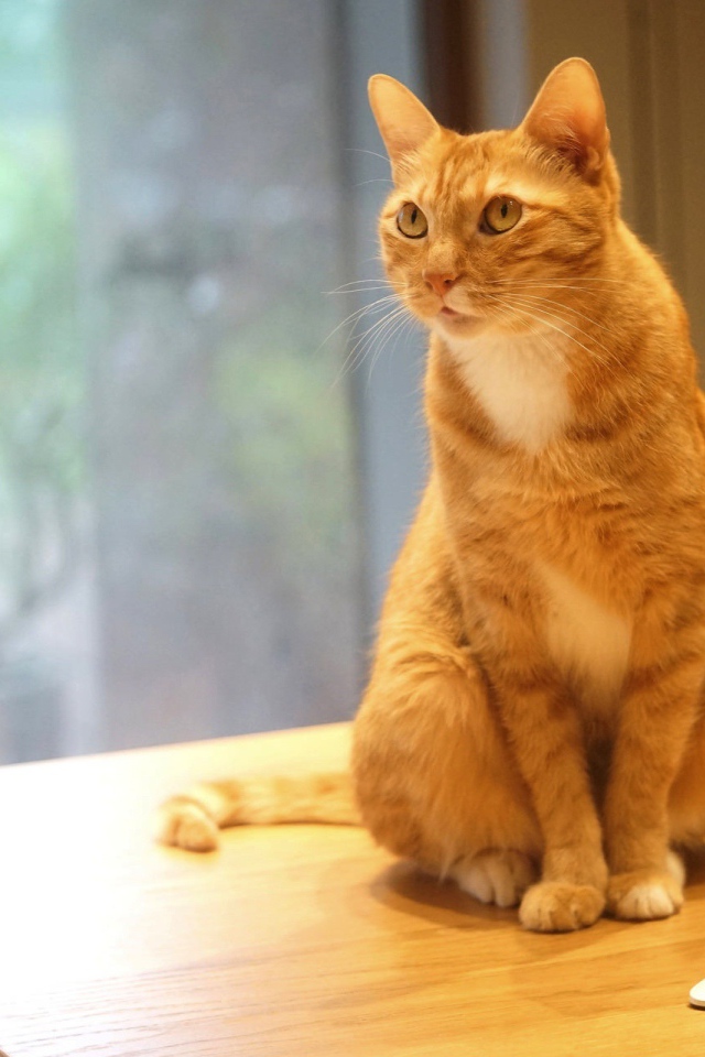 Рыжий кот сидит на столе с мобильным телефоном