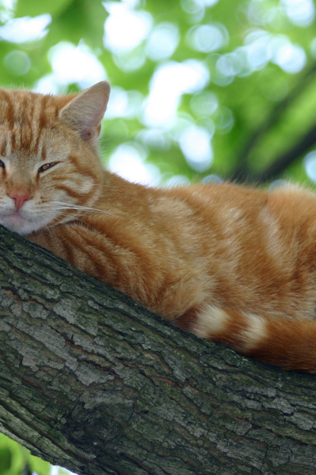 Рыжий кот спит на ветке дерева