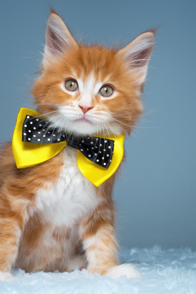 Рыжий котенок мейн кун с бабочкой на шее