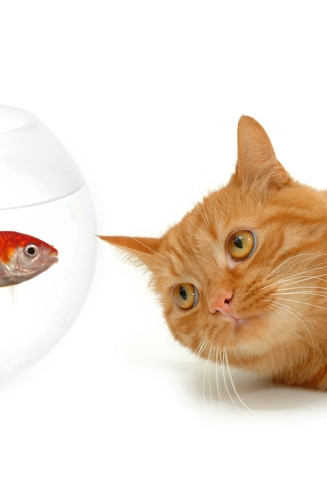 Рыжий кот с золотой рыбкой на белом фоне