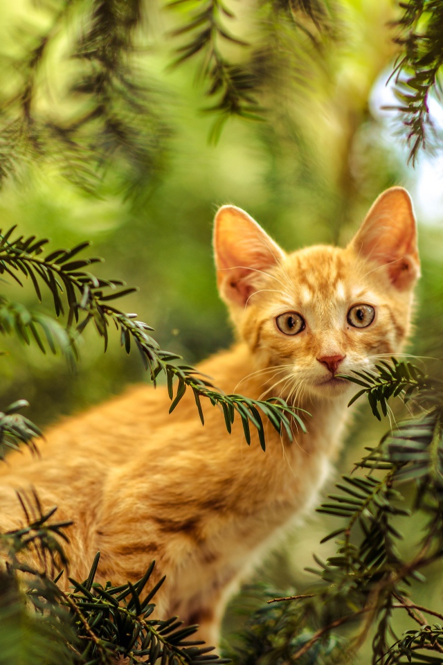 Рыжий любопытный котенок сидит в зеленых ветках