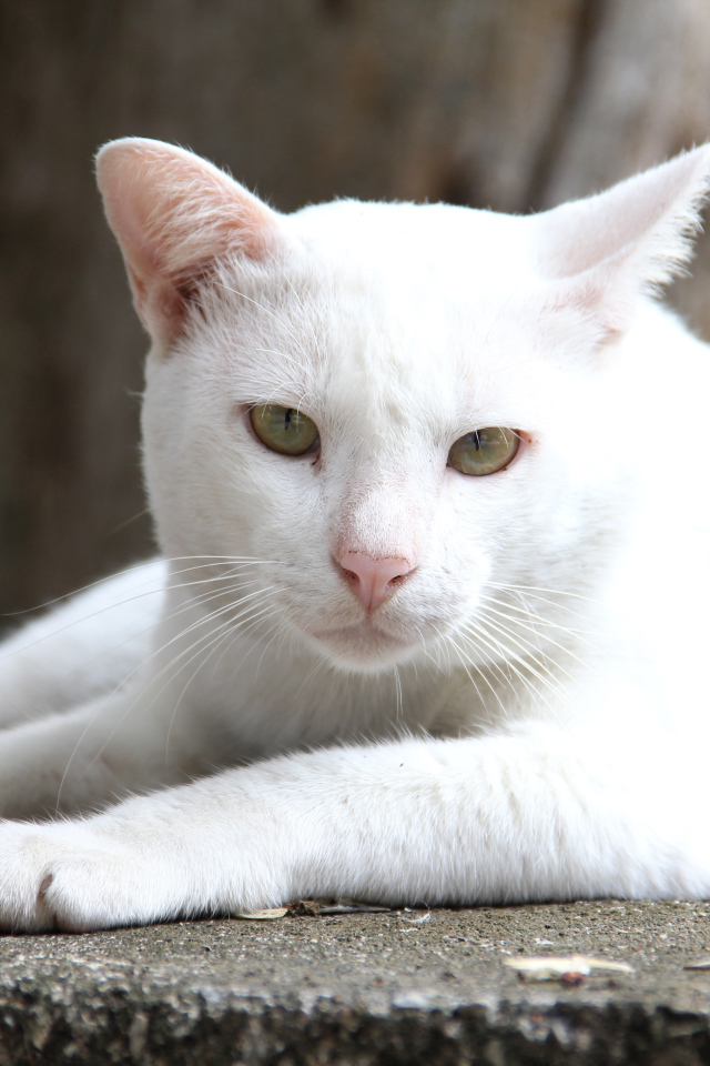 Грустный белый кот лежит на земле 