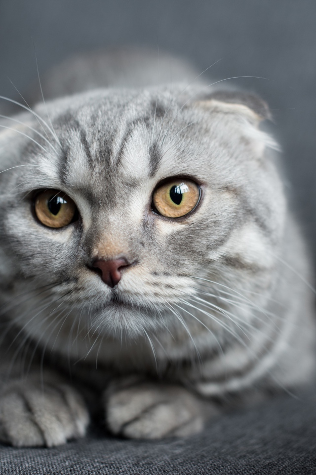 Шотландская вислоухая кошка лежит на диване