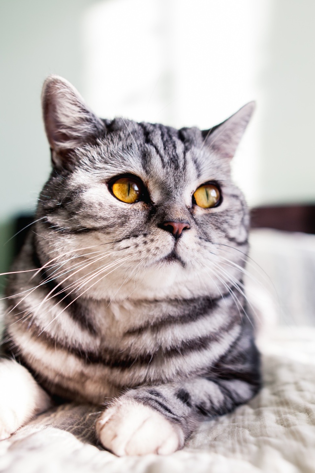 Шотландский кот лежит на кровати