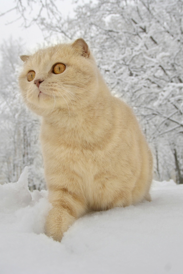 Шотландский вислоухий кот идет по белому снегу