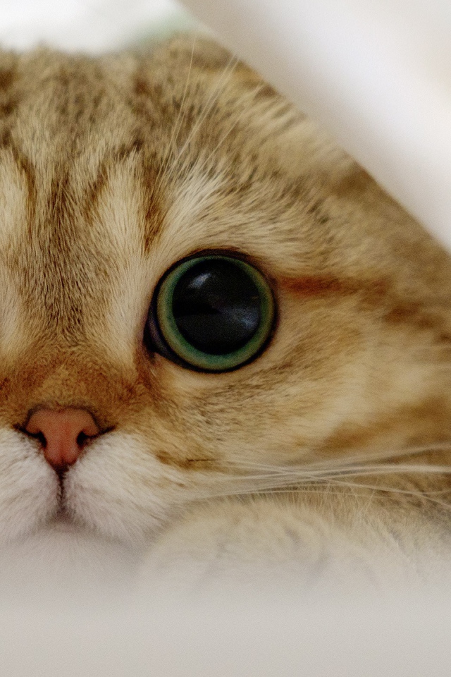 Шотландский вислоухий кот с большими глазами