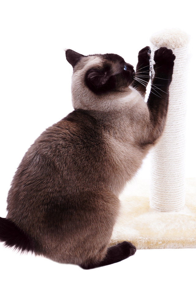 Сиамский кот точит когти на белом фоне