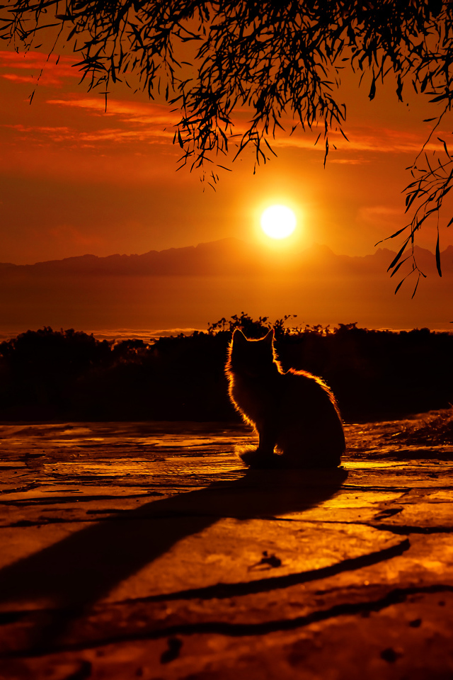 Силуэт кота на закате солнца 