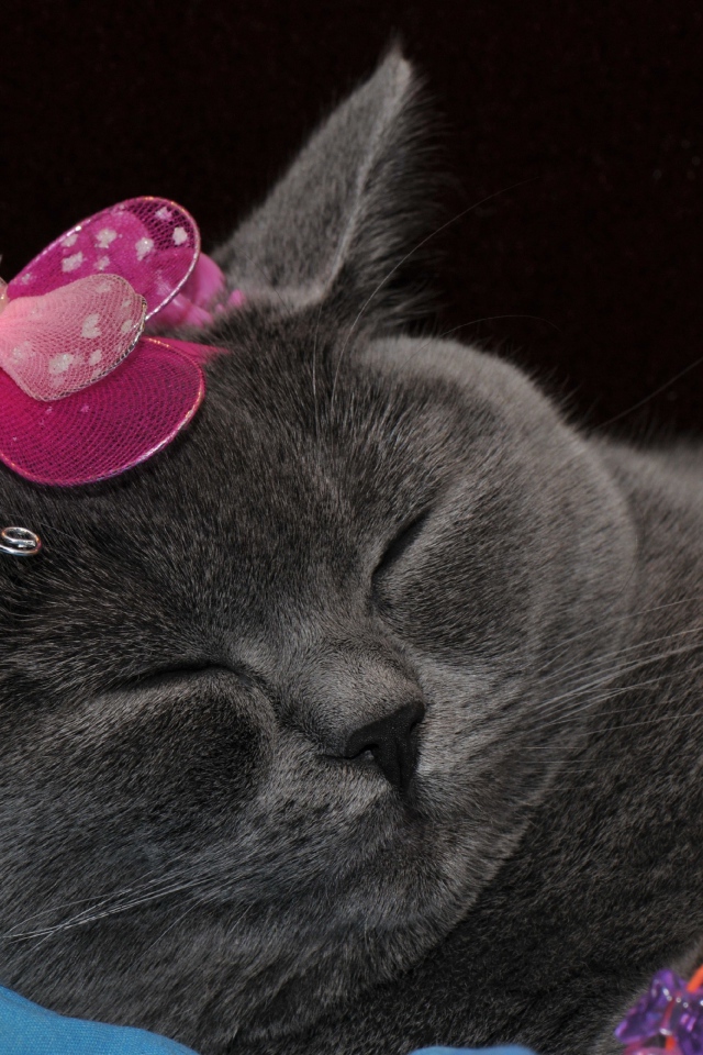 Спящий британский кот с украшением на голове
