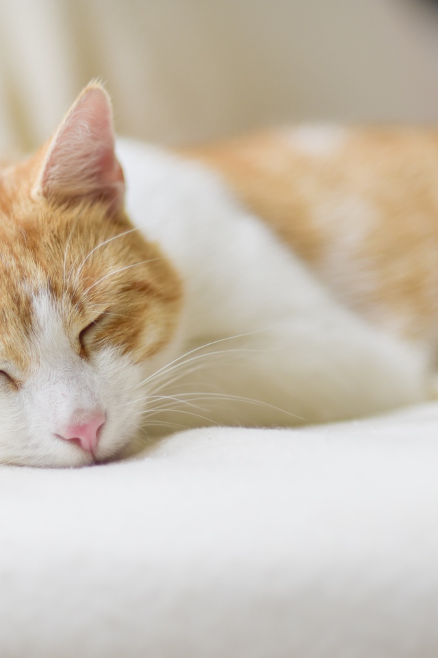 Спящий рыжий с белым кот