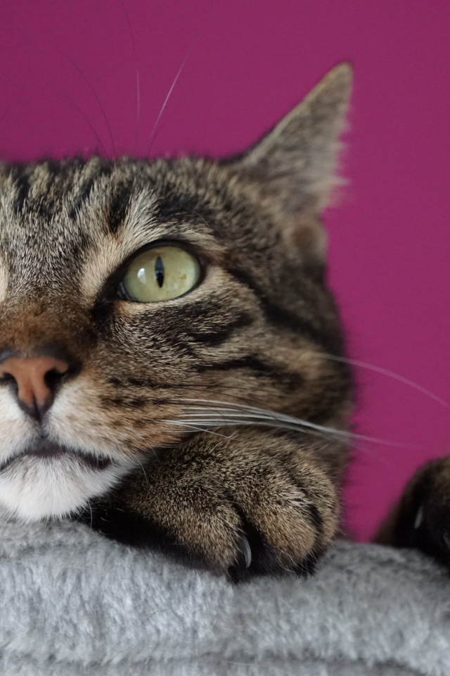 Хитрый серый кот на сиреневом фоне