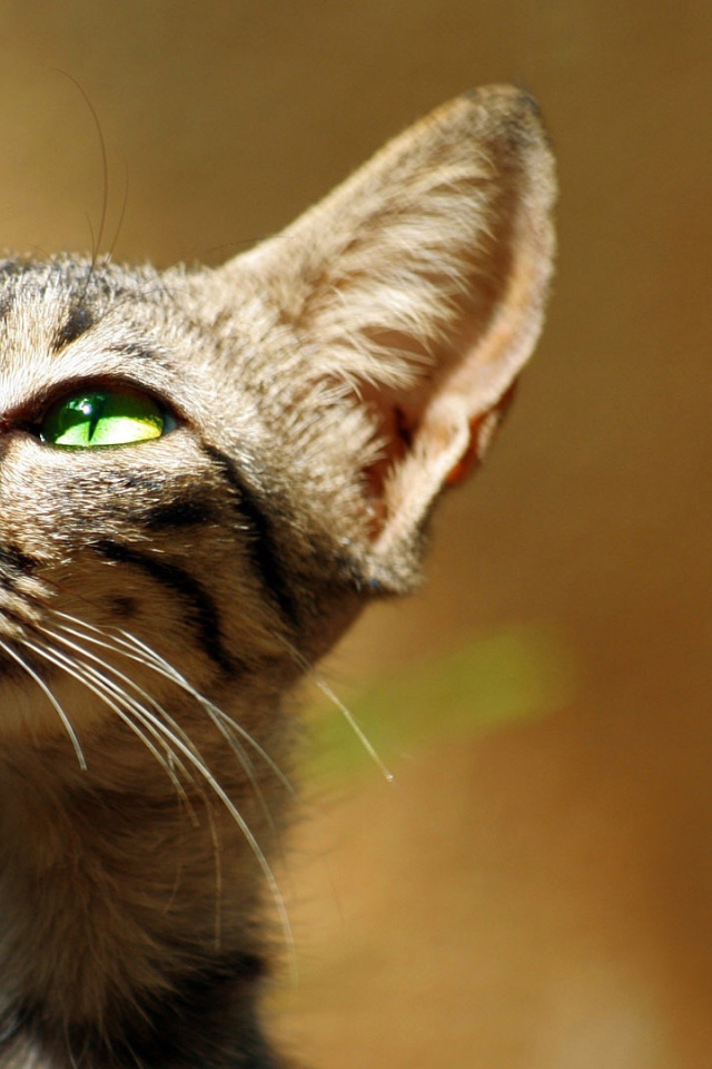 Хитрый зеленоглазый серый кот 