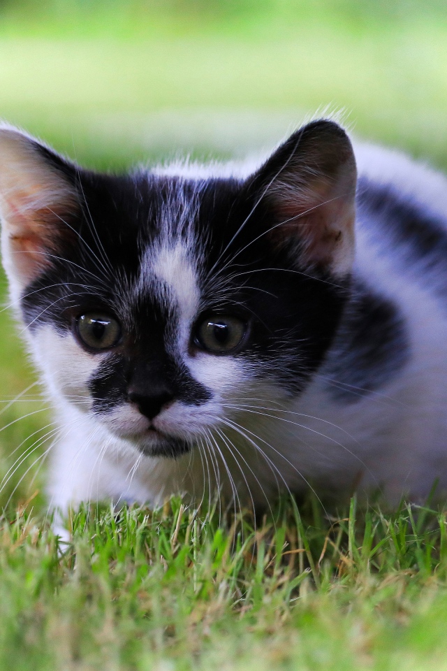 Маленький черно-белый котенок в зеленой траве