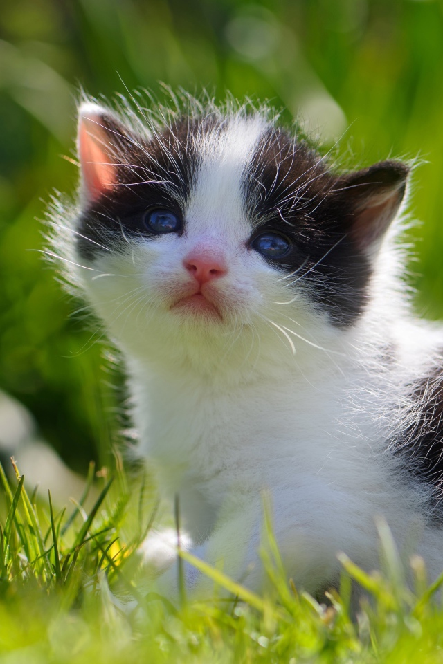 Маленький черно - белый котенок сидит в зеленой траве