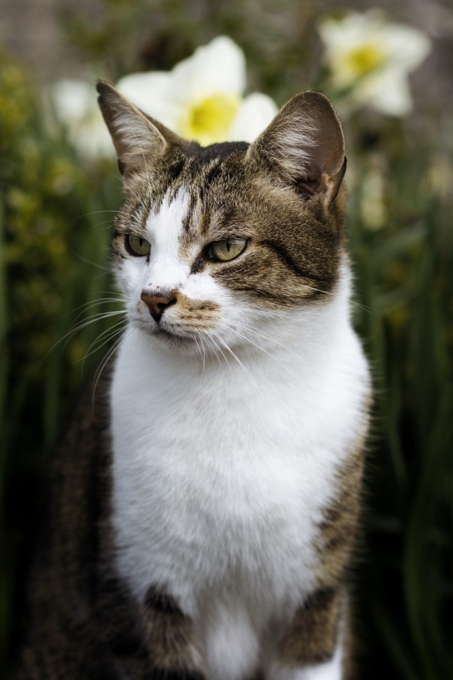 Кот сидит в белых цветах нарцисса