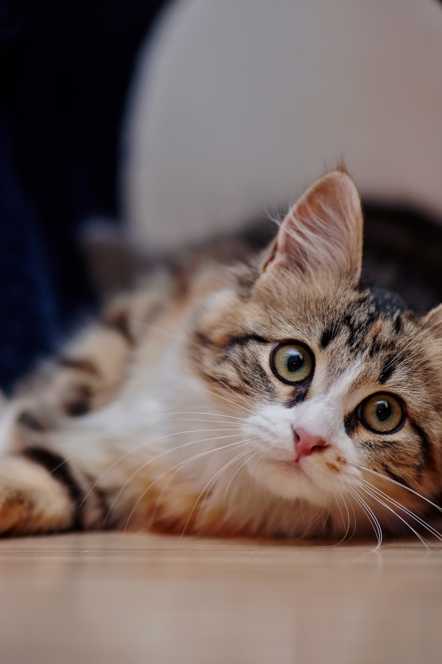 Взгляд любопытного серого кота