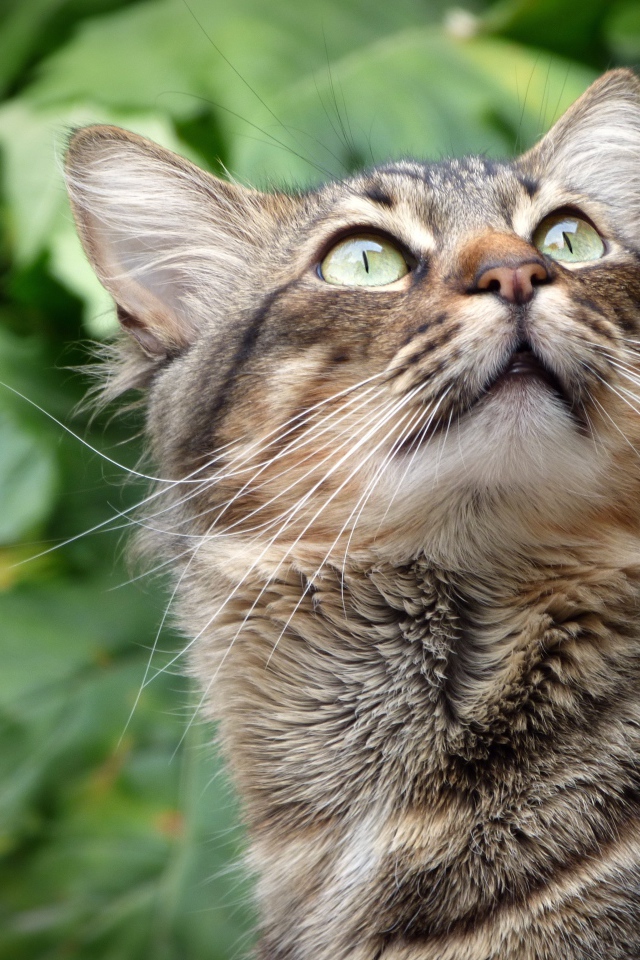 Взгляд серого зеленоглазого кота на фоне зеленых листьев