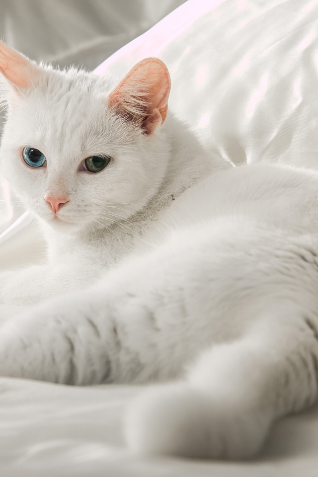 Белая кошка породы ангора лежит на кровати 
