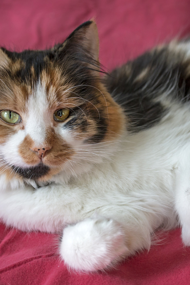 Трехцветная кошка лежит на розовом покрывале 