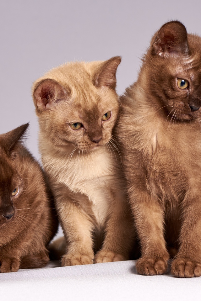 Три красивых породистых котенка на сером фоне