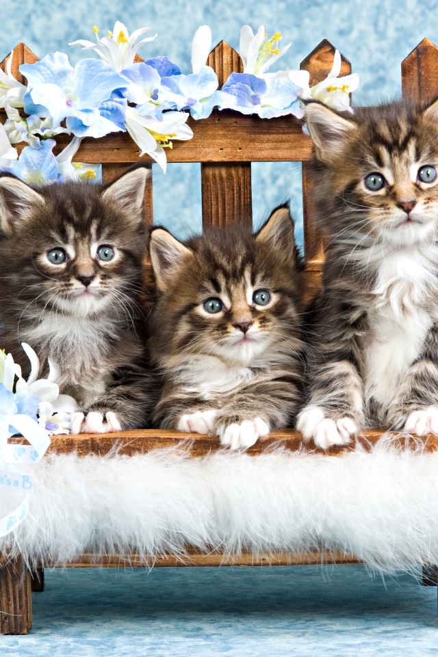 Три серых котенка мейн куна сидят на стуле