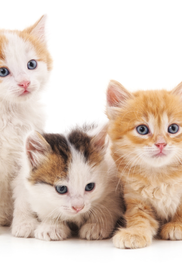 Три маленький красивых котенка на белом фоне