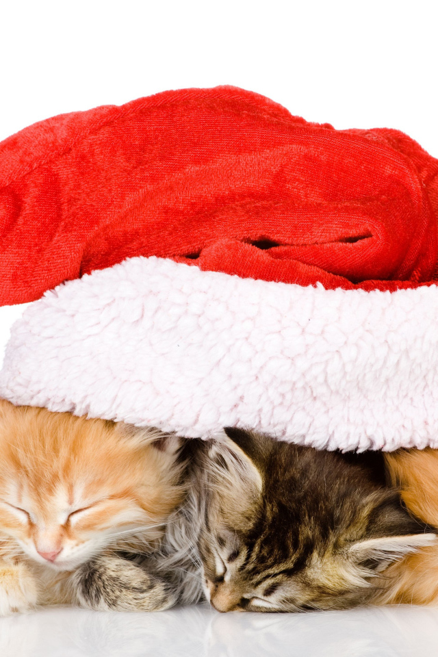 Три маленький милых котенка под новогодней шапкой на белом фоне