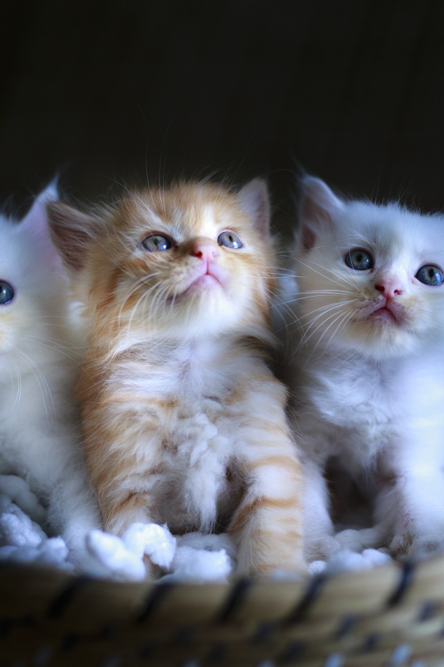 Три маленьких котенка в корзине