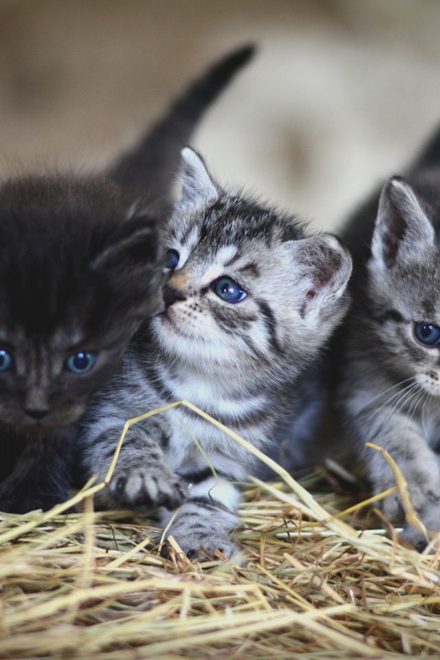 Три маленьких серых котенка на сене 