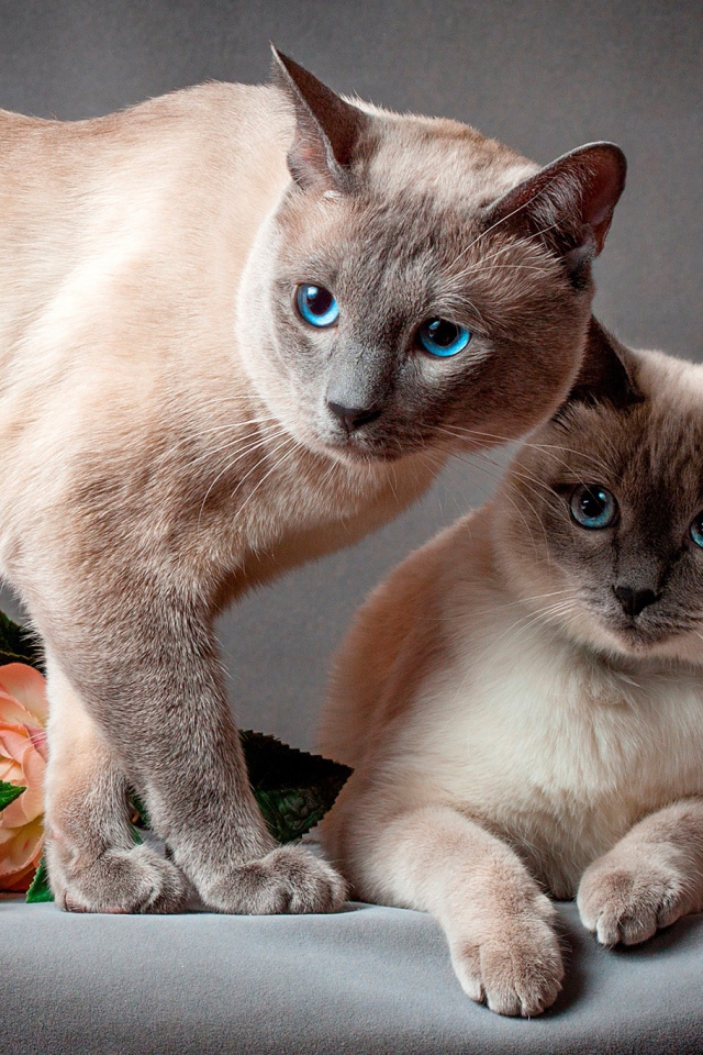 Два красивых голубоглазых сиамских кота на сером фоне