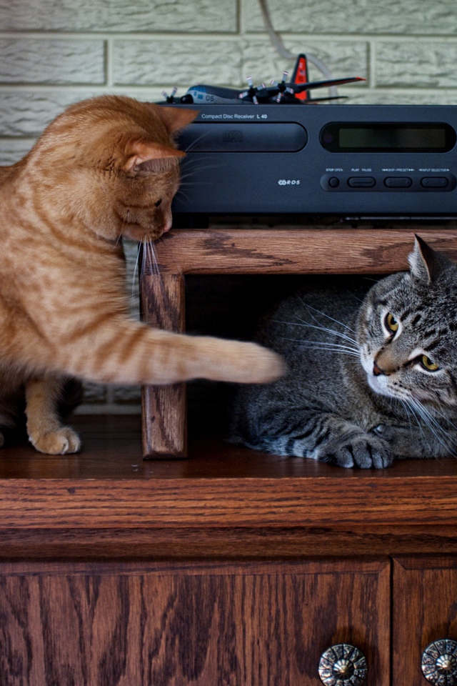 Два кота играют на мебели 