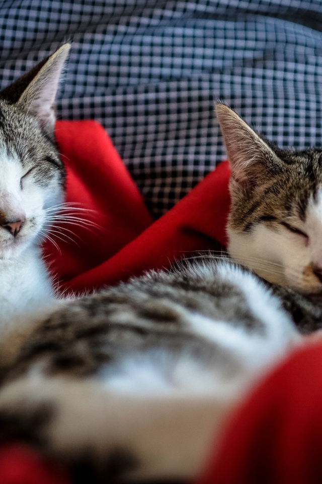 Два кота спят на кровати