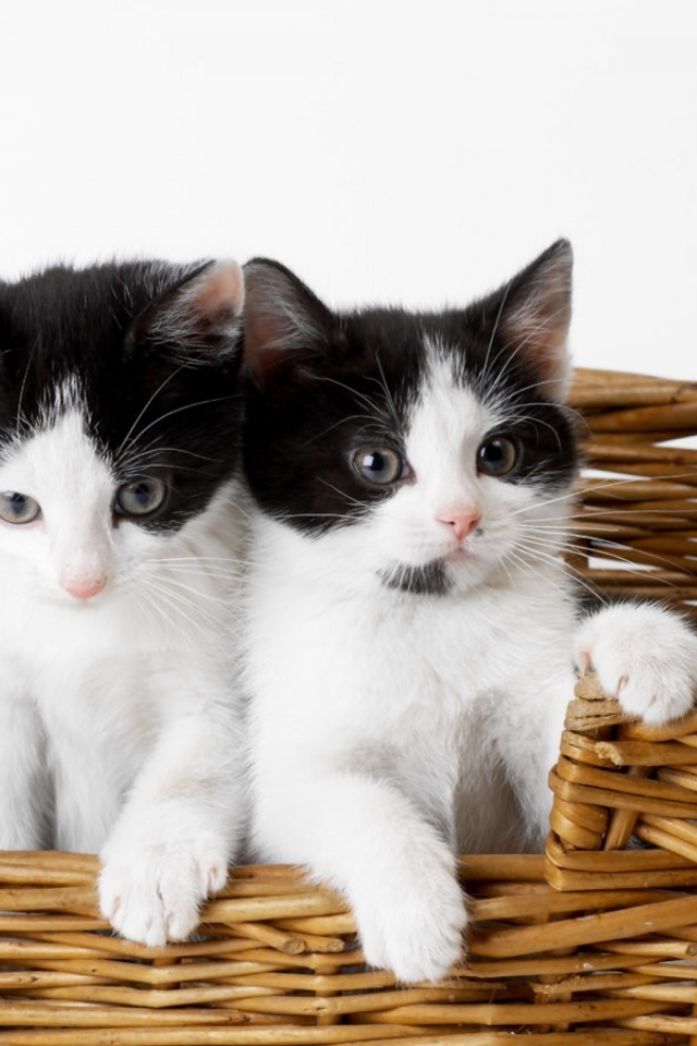 Два милых черно белых котенка в плетеной корзине на сером фоне