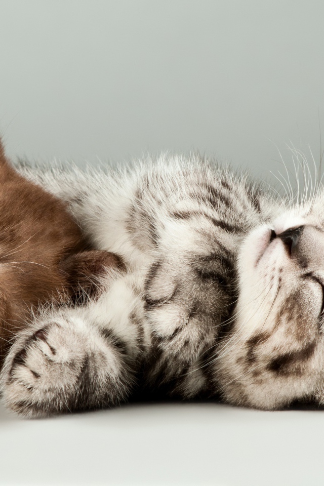 Два милых спящих котенка на сером фоне