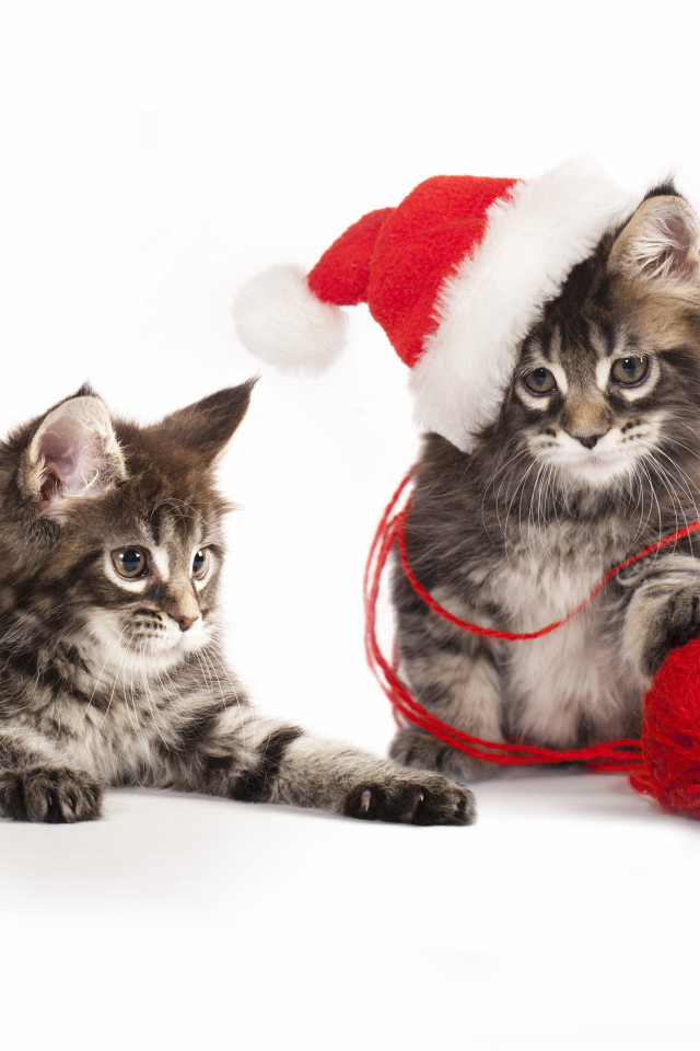 Два котенка породы мейн кун на новый год на белом фоне