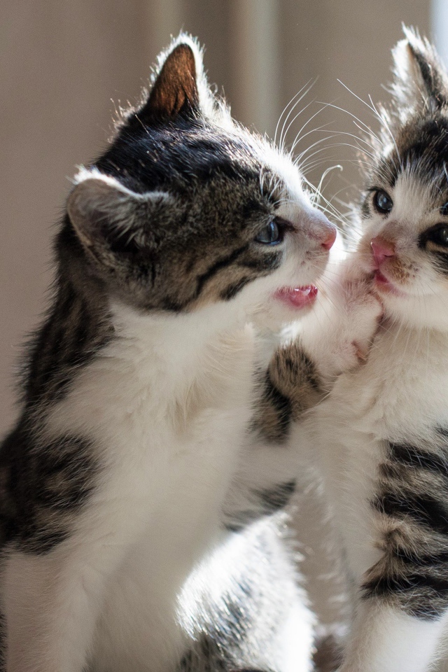 Два маленьких котенка играют друг с другом