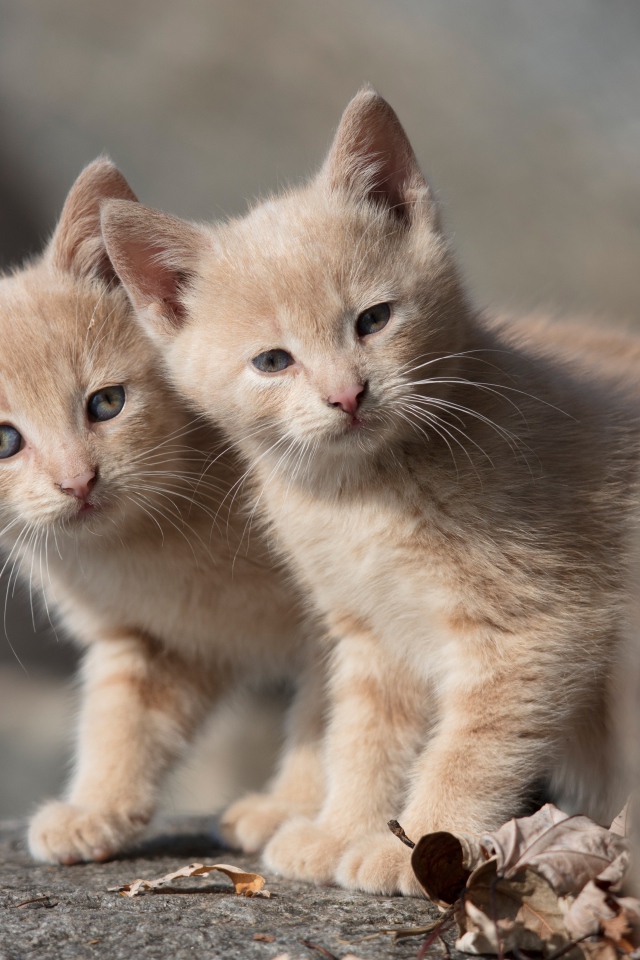 Два маленьких рыжих котенка 