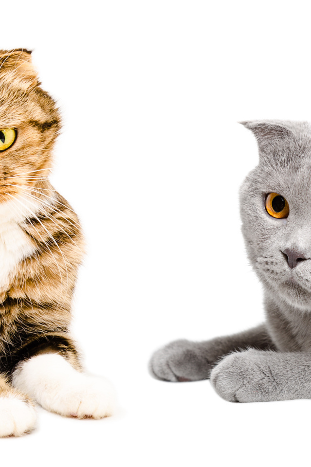 Два породистых вислоухих кота на белом фоне