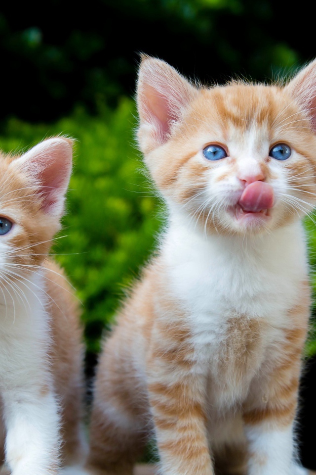 Два маленьких рыжих голубоглазых котенка