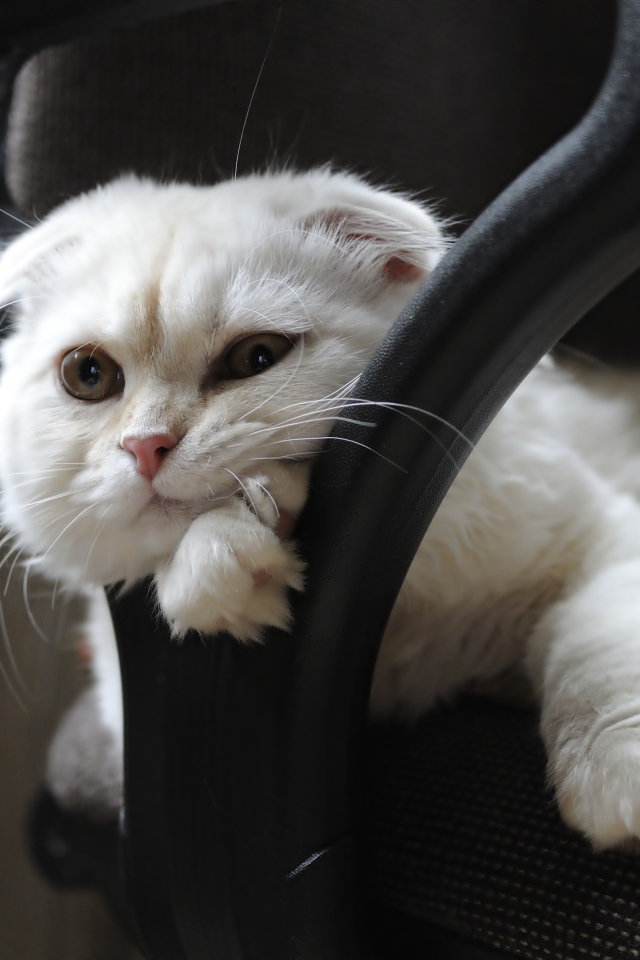 Белая шотландская вислоухая кошка лежит в кресле