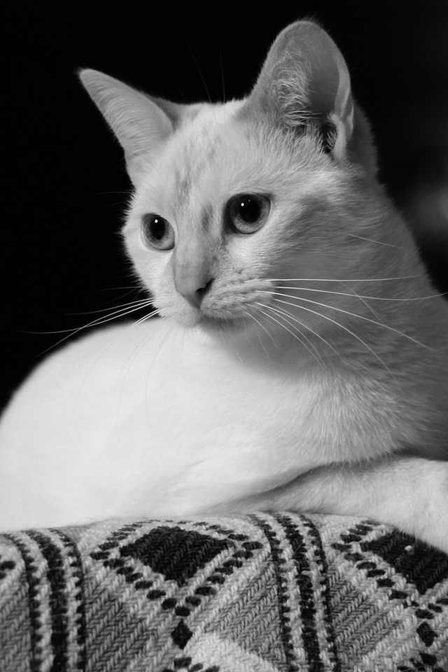Белый кот лежит на диване черно белое фото 