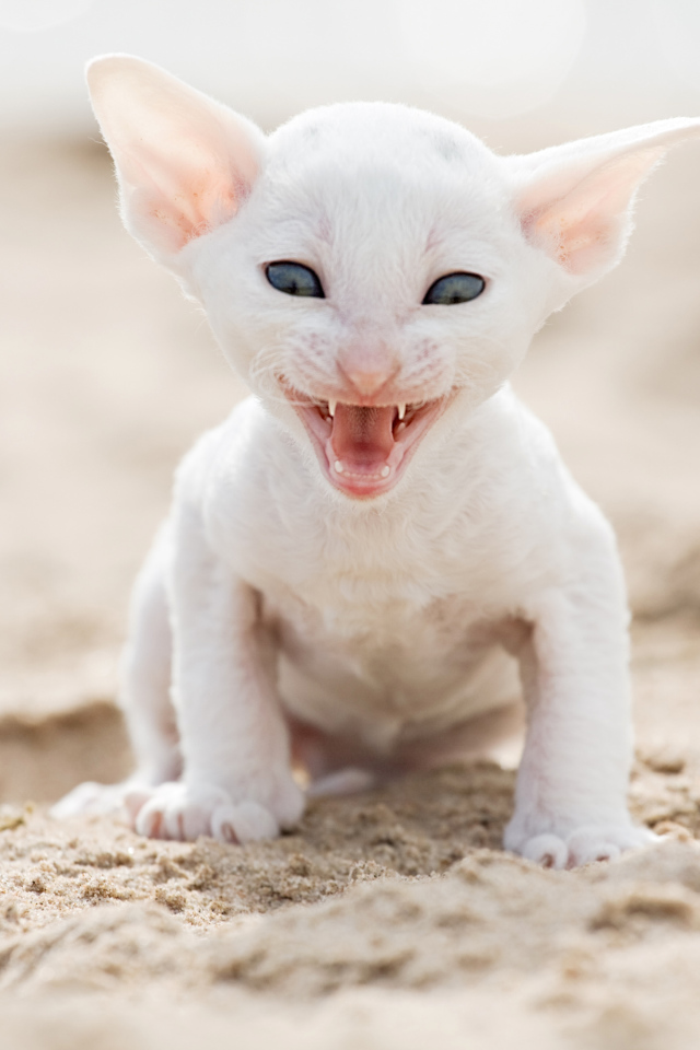 Белый маленький котенок породы Корниш-рекс