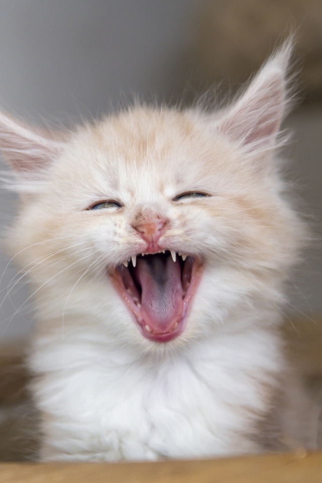 Зевающий рыжий котенок