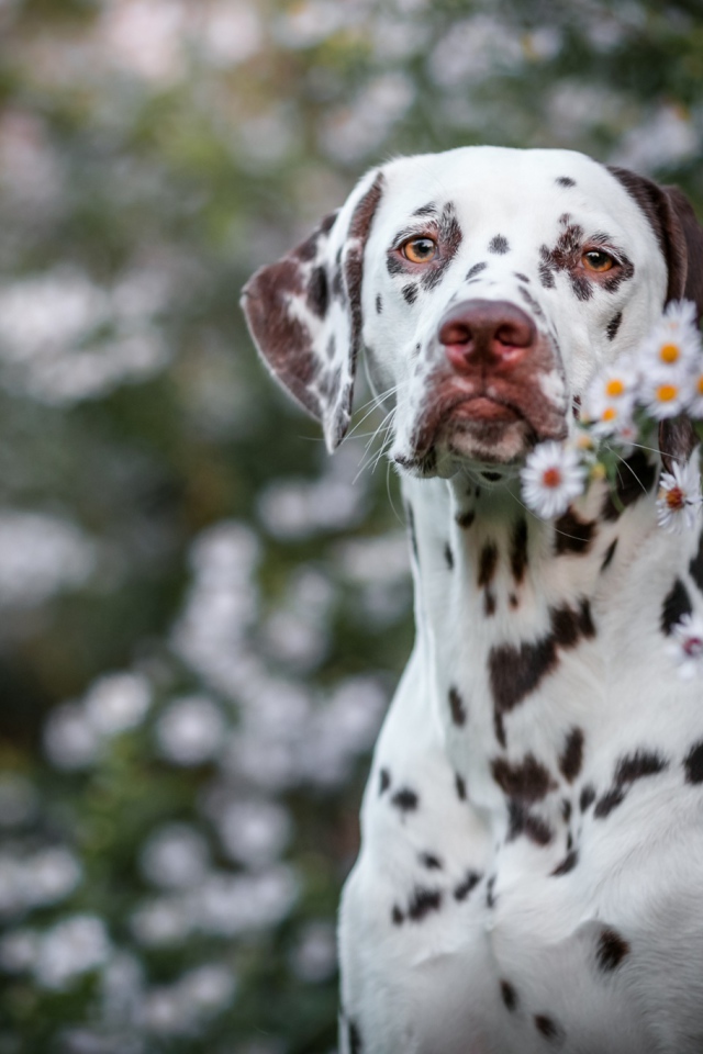 Большой пес породы далматин сидит у белых цветов